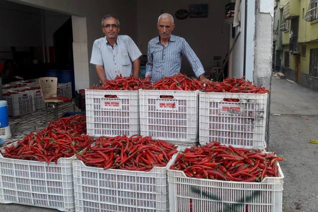 SALÇALIK BİBERİN ATEŞİ DÜŞTÜ