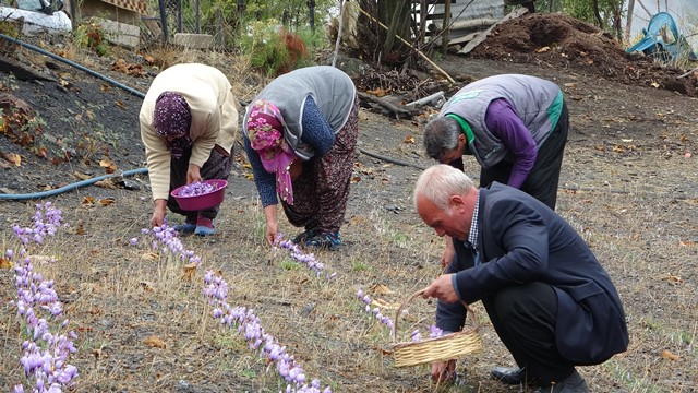 GRAMI 50 TL OLAN SAFRAN HASADI ADANA'DA BAŞLADI