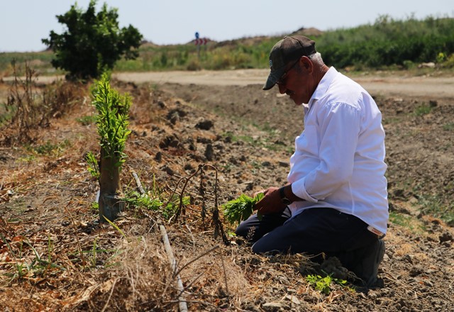Narenciye bahçesindeki 108 ağacı baltayla kestiler